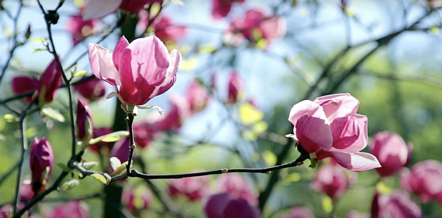 What Are Wellness Perfumes? Introducing LEÏLÏAANI  PETALIS®