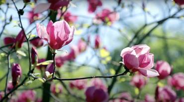 What Are Wellness Perfumes? Introducing LEÏLÏAANI  PETALIS®