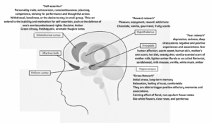 Leiliaani - Neuroperfumery brain regions